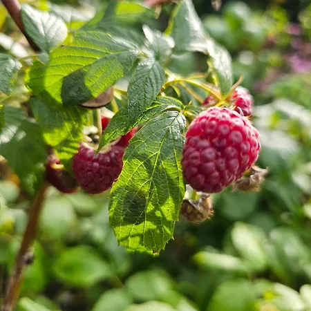 Kaszubskie Poddasze Lejlighed