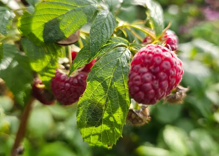 Kaszubskie Poddasze Golubie